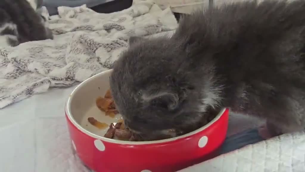 British Longhair cats for sale: 2 boy kittens  in Highbridge - Video 1