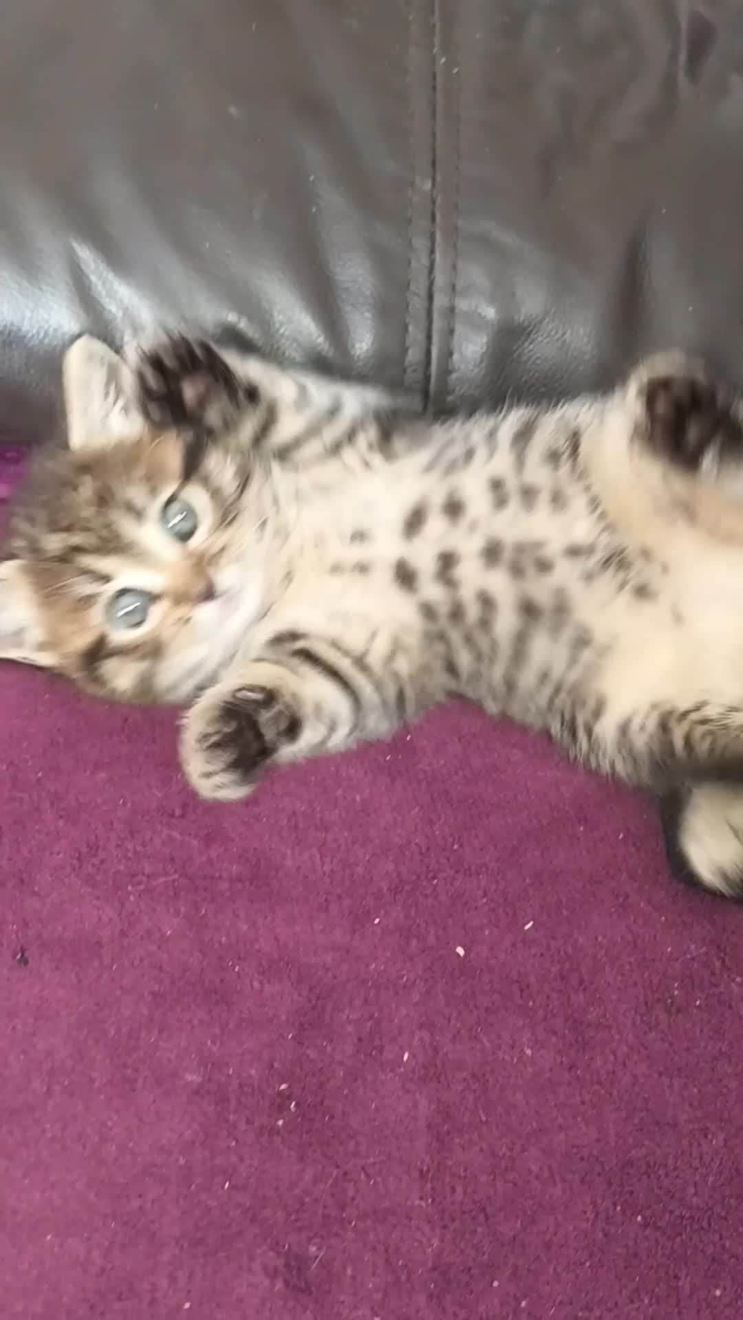 British Shorthair cats for sale: British short hair/black ghost tabby - Video 1