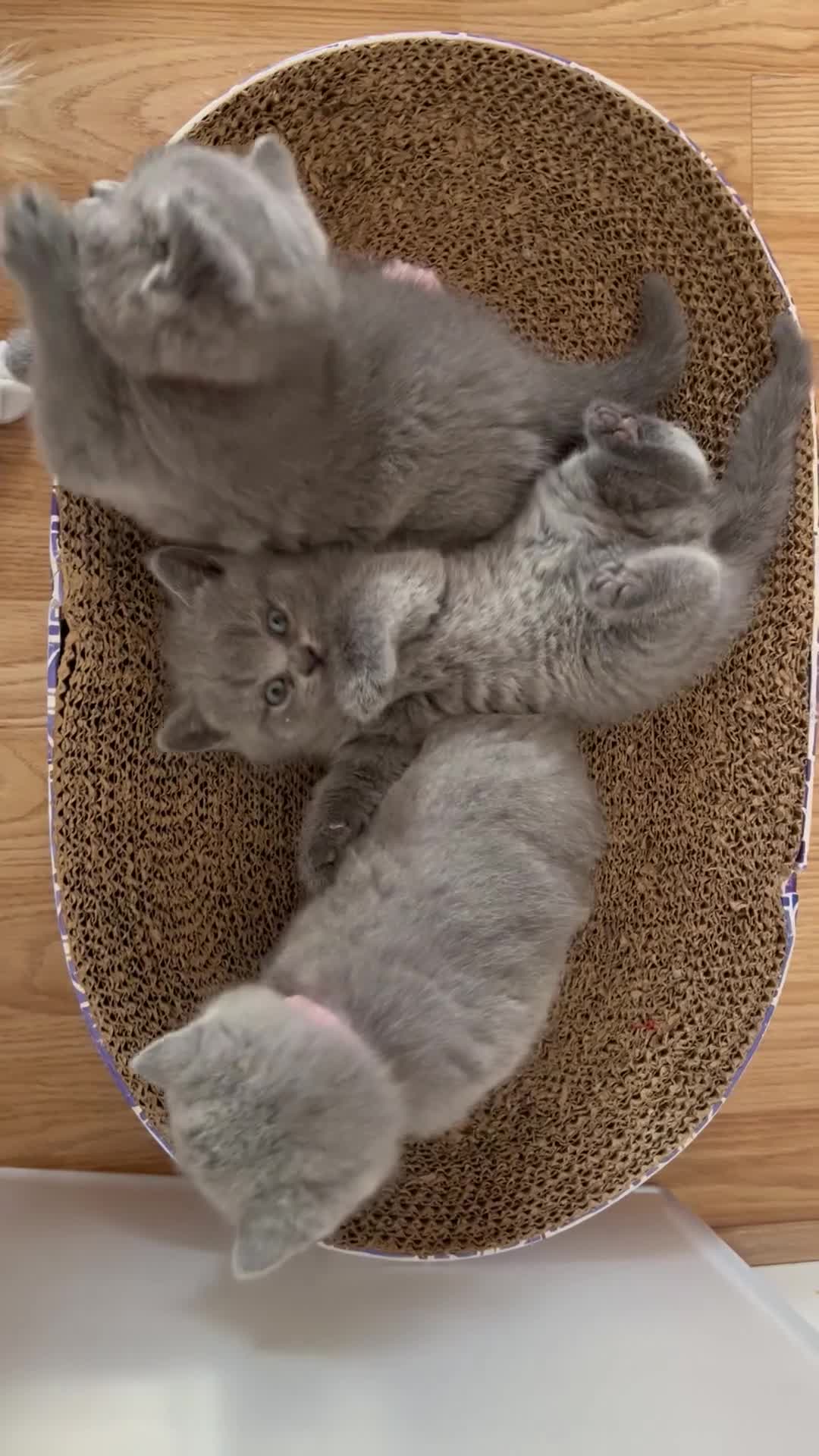 British Shorthair cats for sale: GCCF Registered British Shorthair Kittens - Video 1