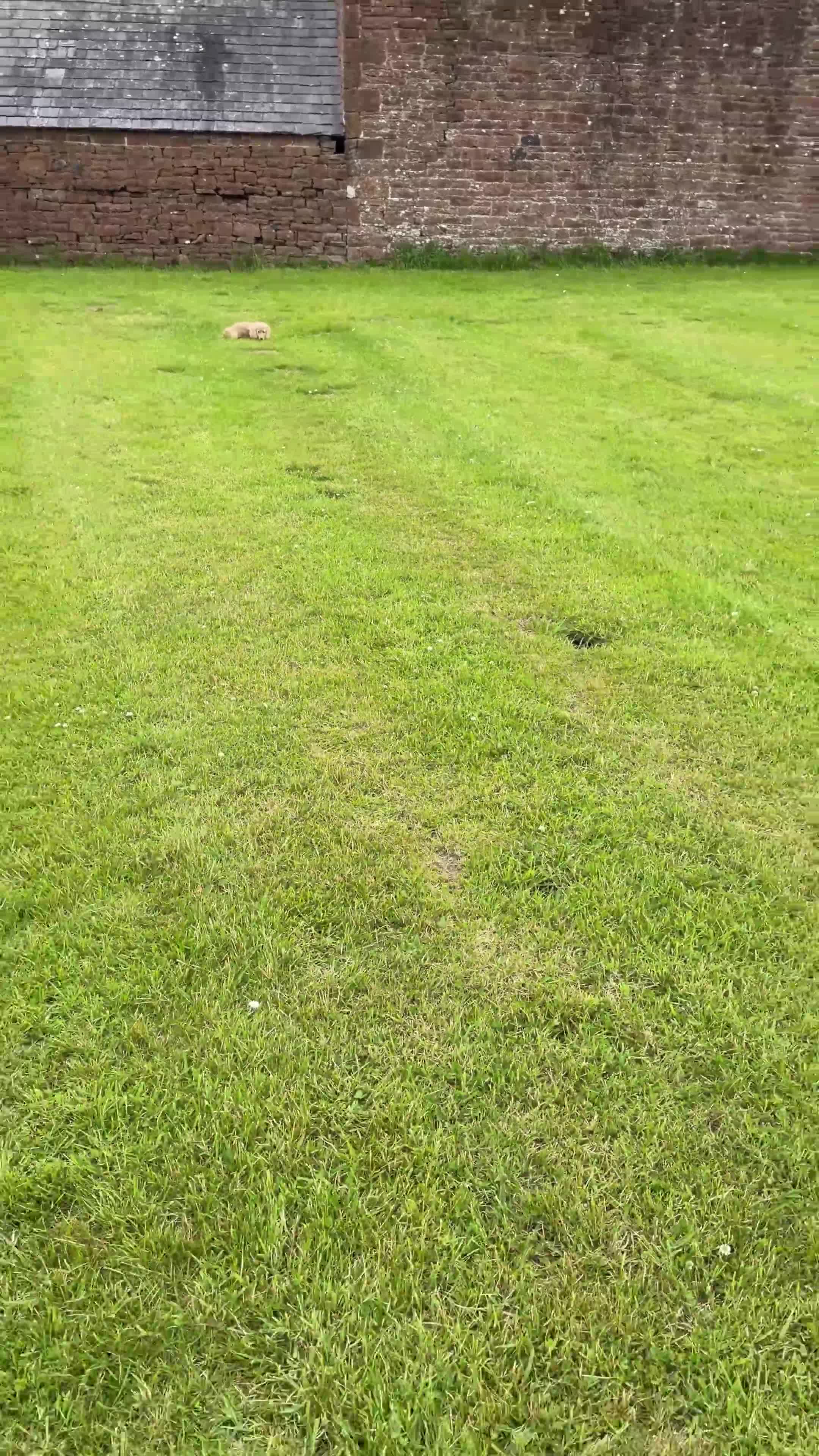 Miniature Dachshund dogs for sale: Cream Kc miniature dachshund boy fully jabbed.  - Video 1