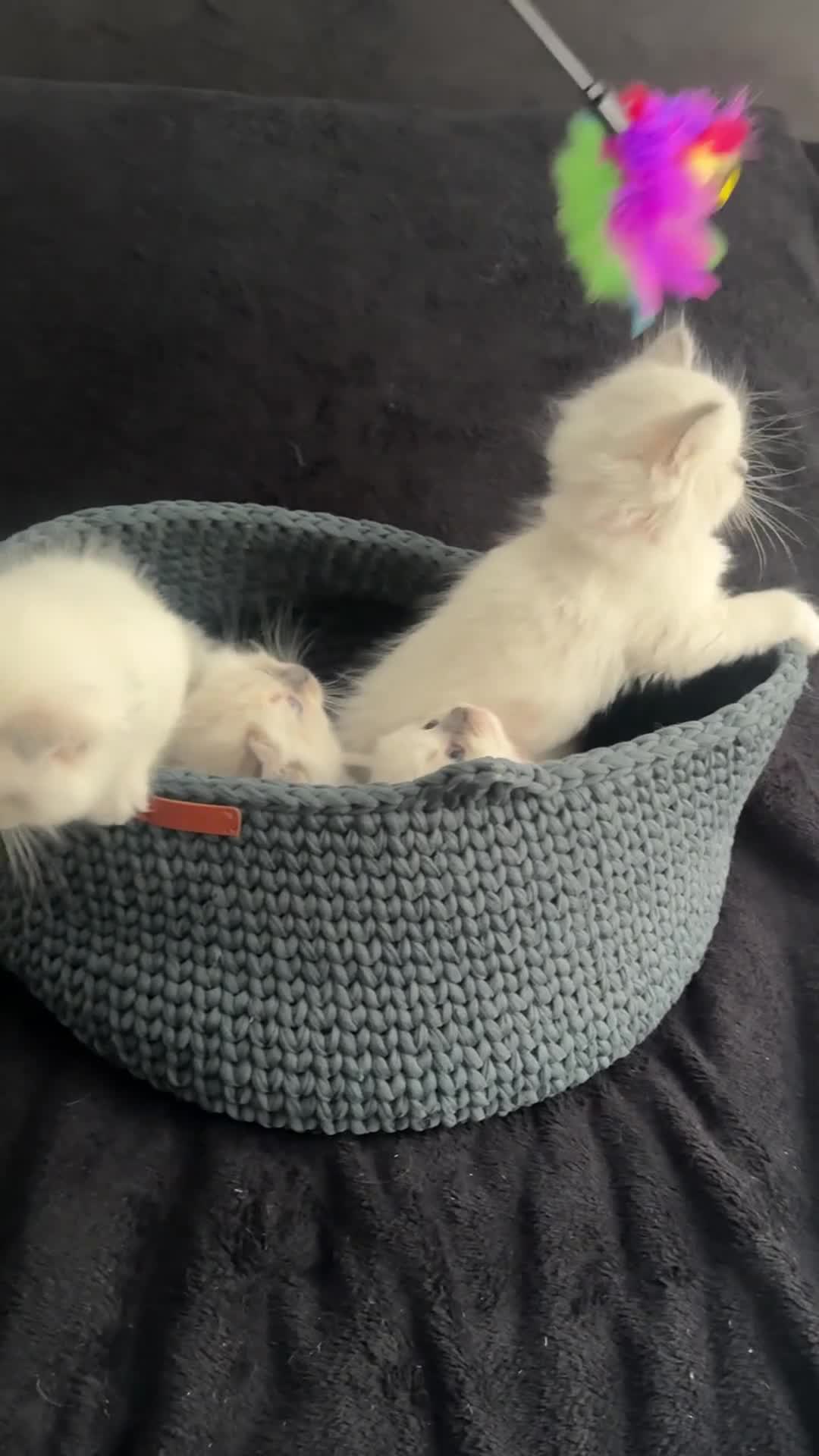 Ragdoll cats for sale: Ready Blue Point Mitted Ragdoll Kittens  - Video 1