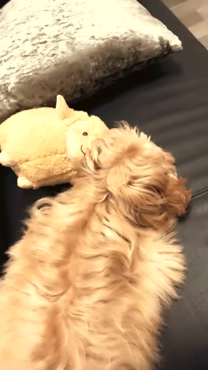 Maltipoo dogs for sale: A little Maltipoo is looking for a family 🐶💛 - Video 1