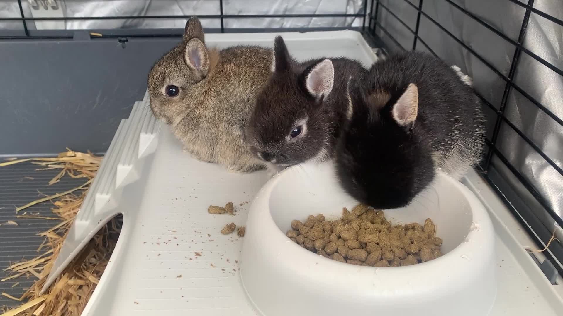 Netherland Dwarf rabbits for sale: Gorgeous Netherland Dwarf Rabbits - 3 left 🐰 - Video 2