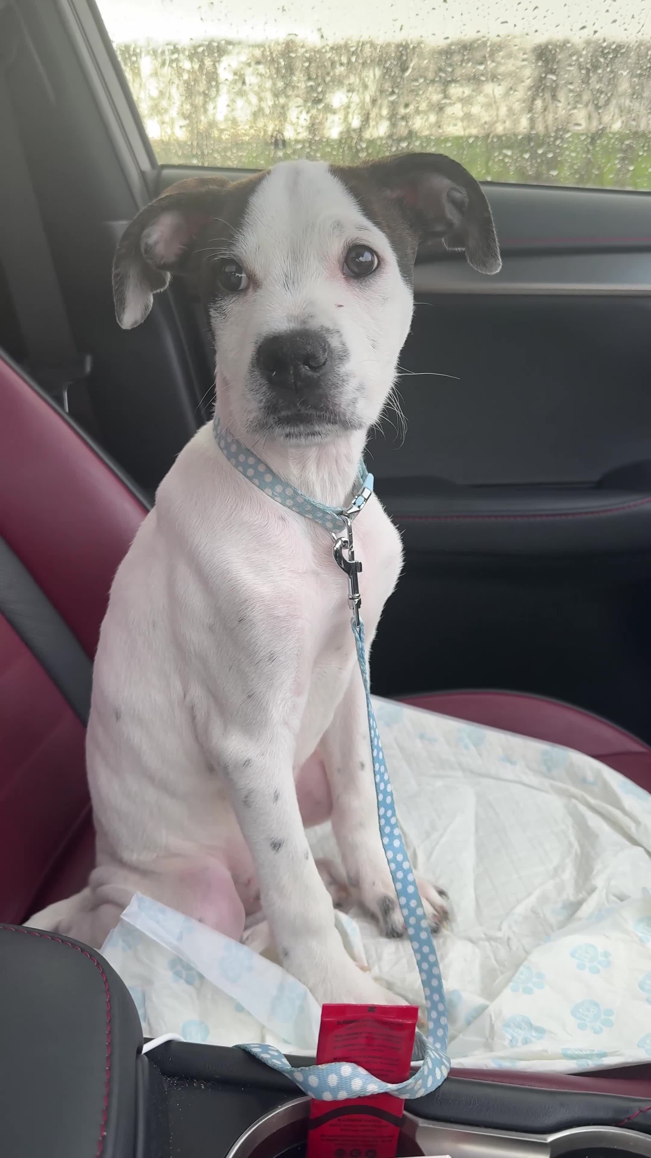 Mixed Breed dogs for sale: 4 Month Puppy for rehome - Video 1