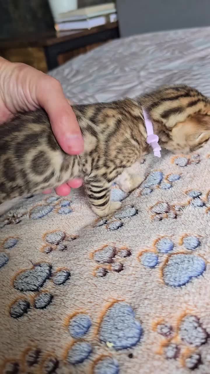Bengal cats for sale: TICA Champion bengal kittens ready for reservation - Video 2