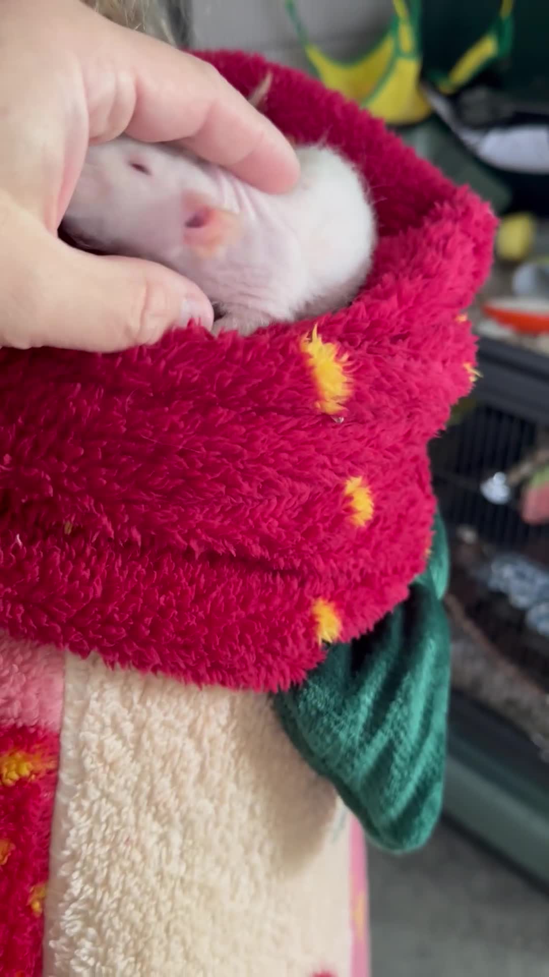 Rat rodents for sale: Pair of Dumbo Rex hairless male Rats - Video 1