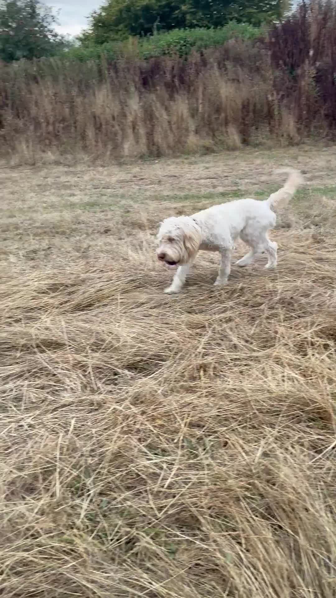Cockapoo dogs for sale: Fun loving cockapoo - Video 3
