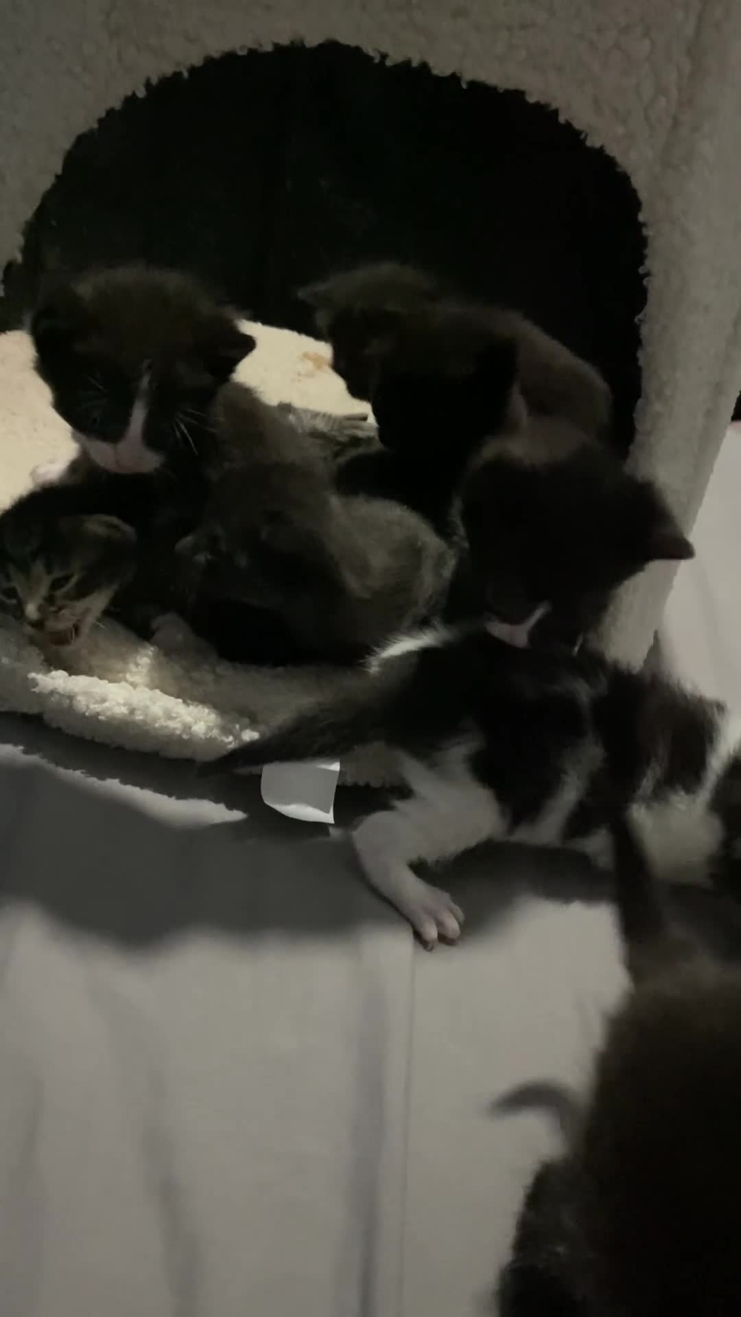 Ragdoll cats for sale: Ragdoll mixed breeds - Video 1