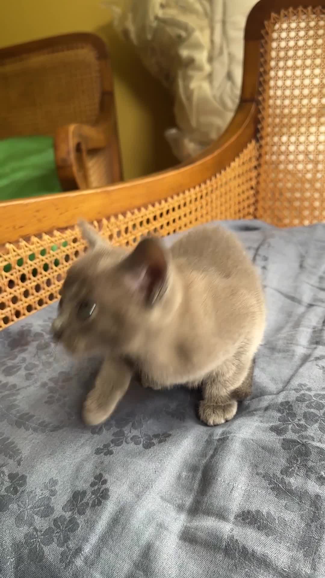 Burmese cats for sale: Happy Healthy GCCF Burmese Kittens in London - Video 1