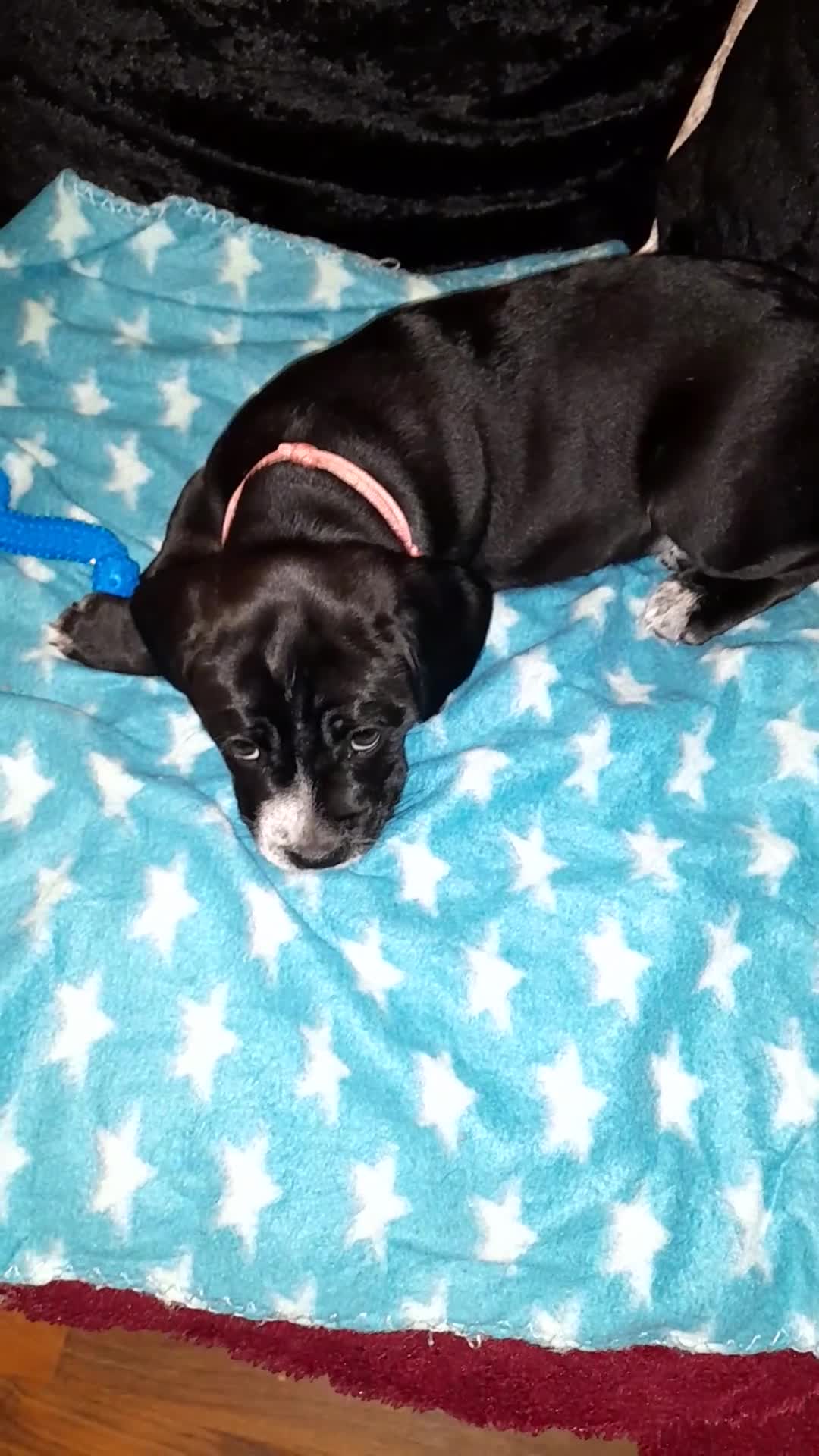 Mixed Breed dogs for sale: Staffy x Cocker Spaniel  - Video 1