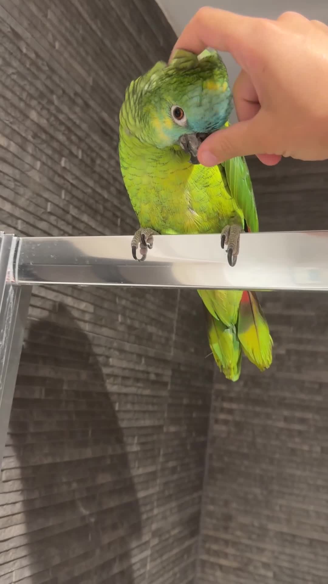 Parrots birds for sale: Blue fronted Amazon  in Bushey - Video 1