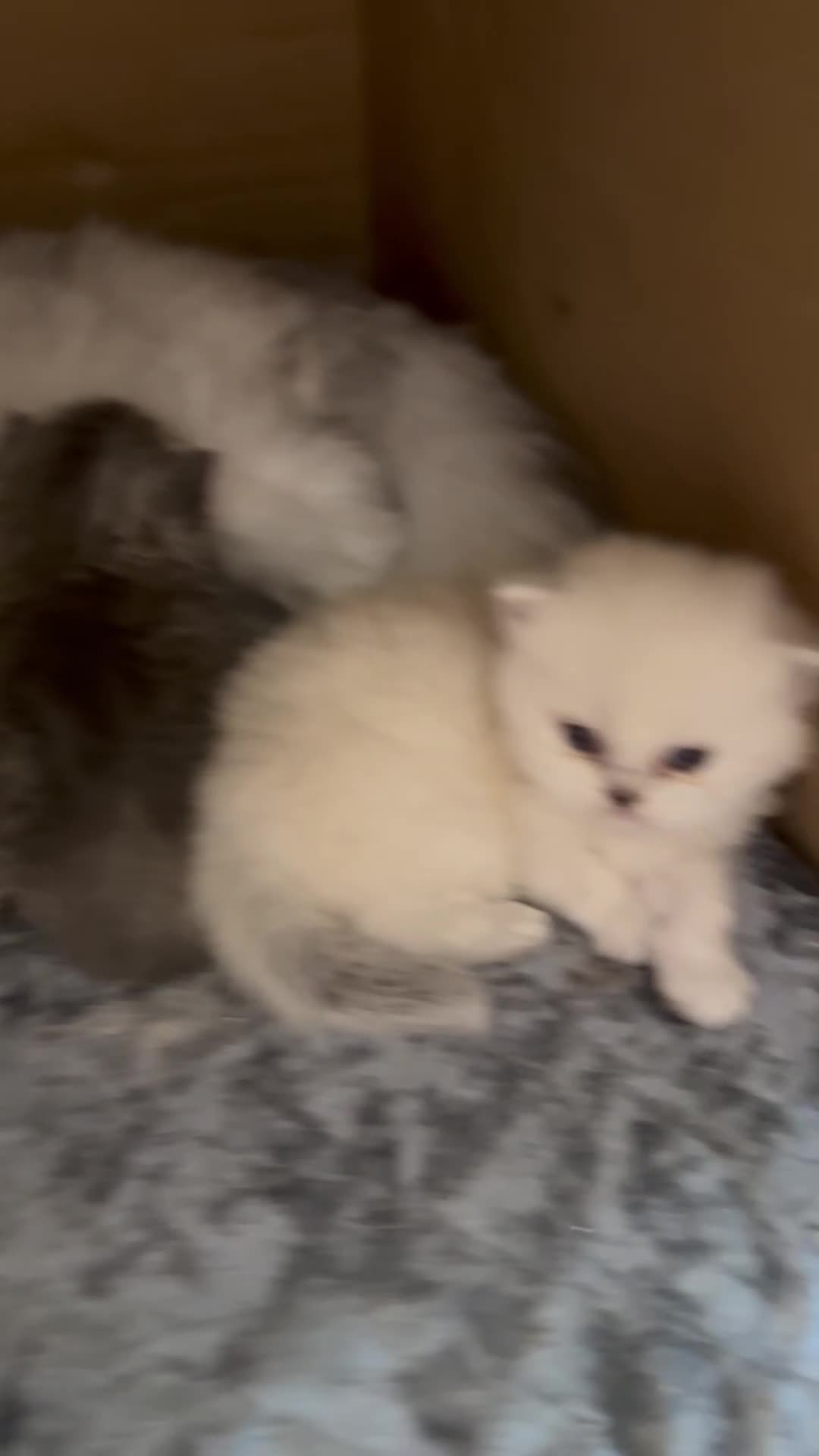 Persian cats for sale: 2 stunning pure pedigree Persian chinchilla kitten - Video 3