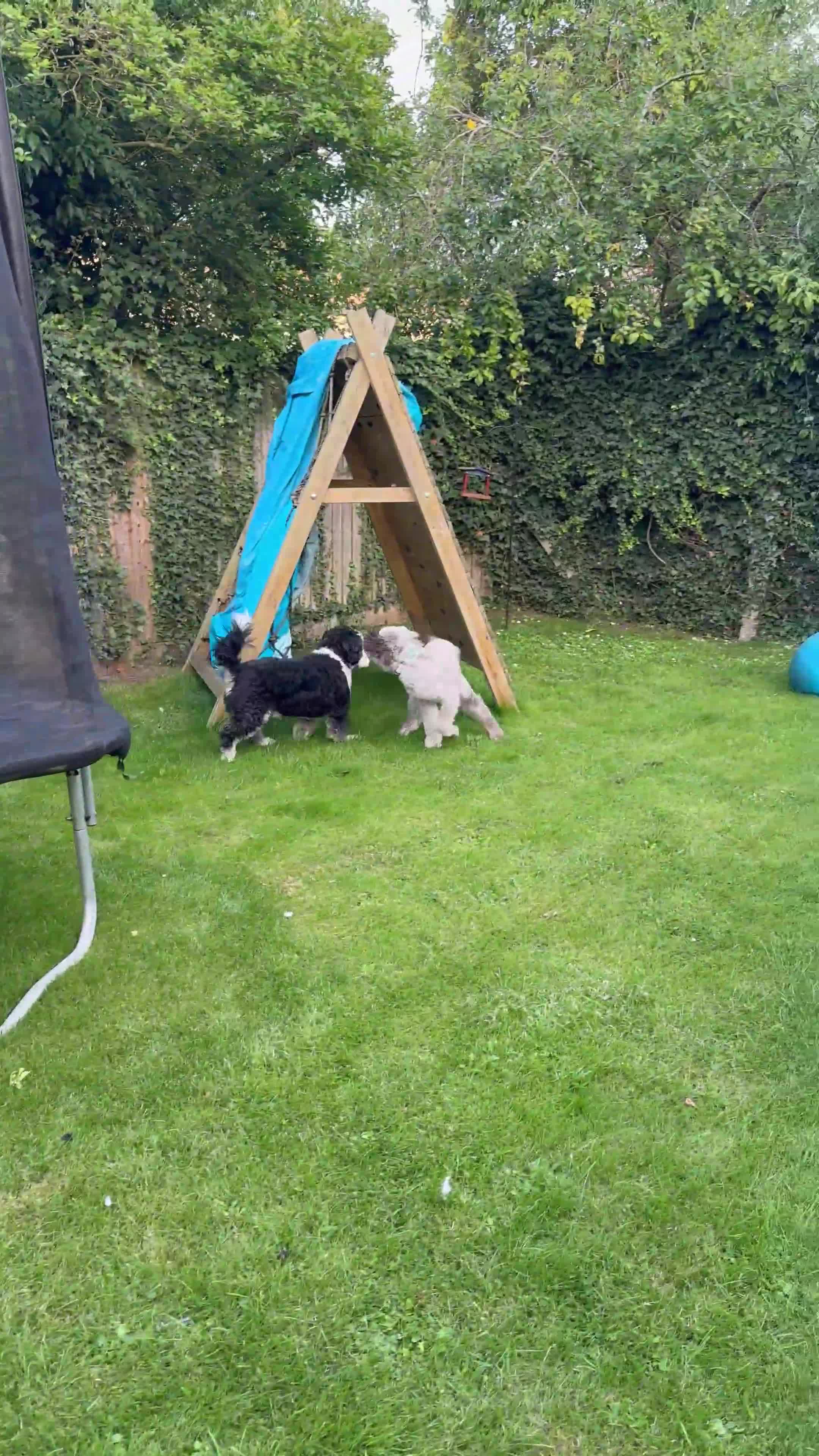 Bernedoodle dogs for sale: Mini Bernedoodle **waiting list** - Video 1
