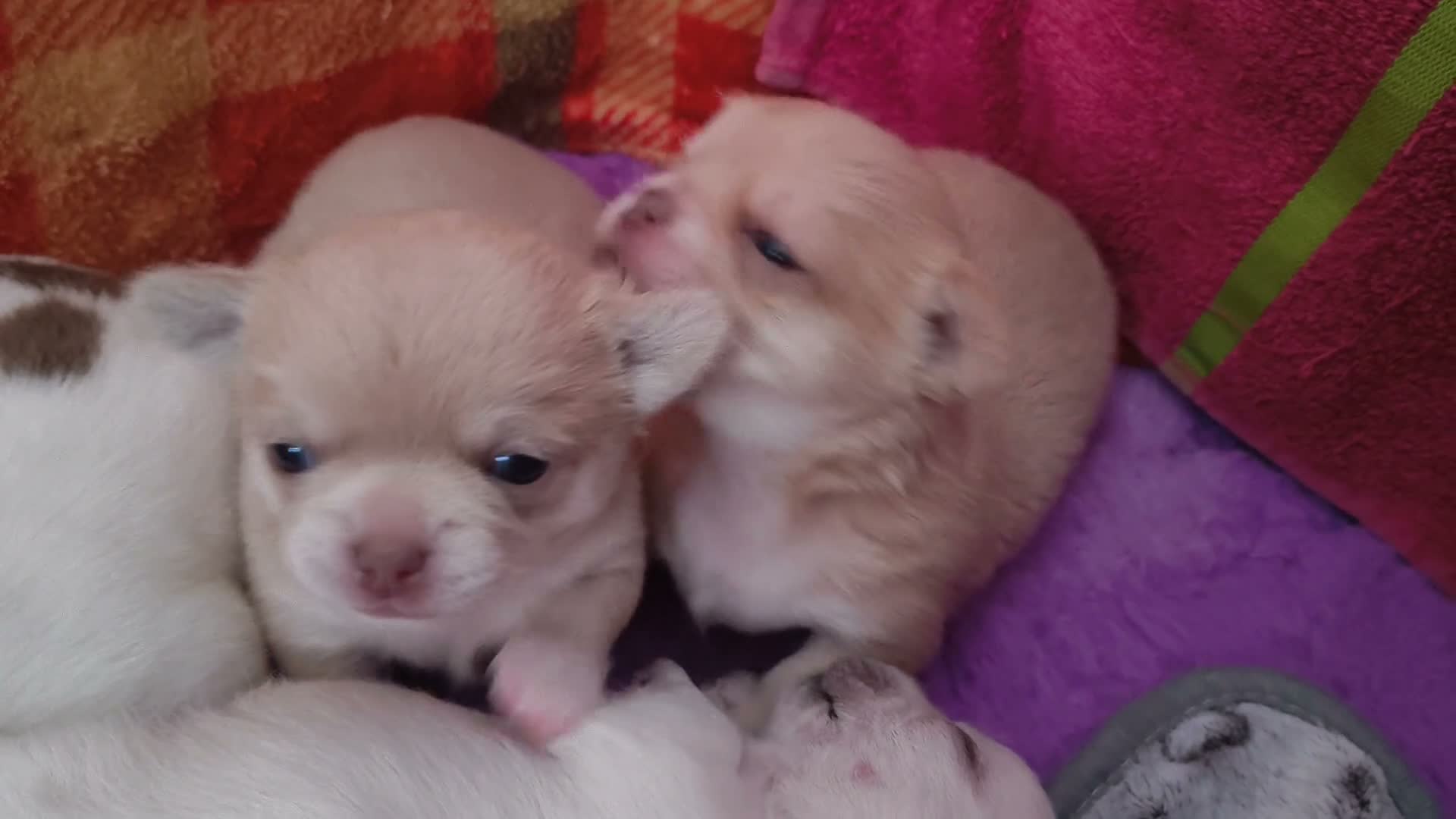 Chihuahua dogs for sale: KC reg , apple head short haired Chihuahuas - Video 2