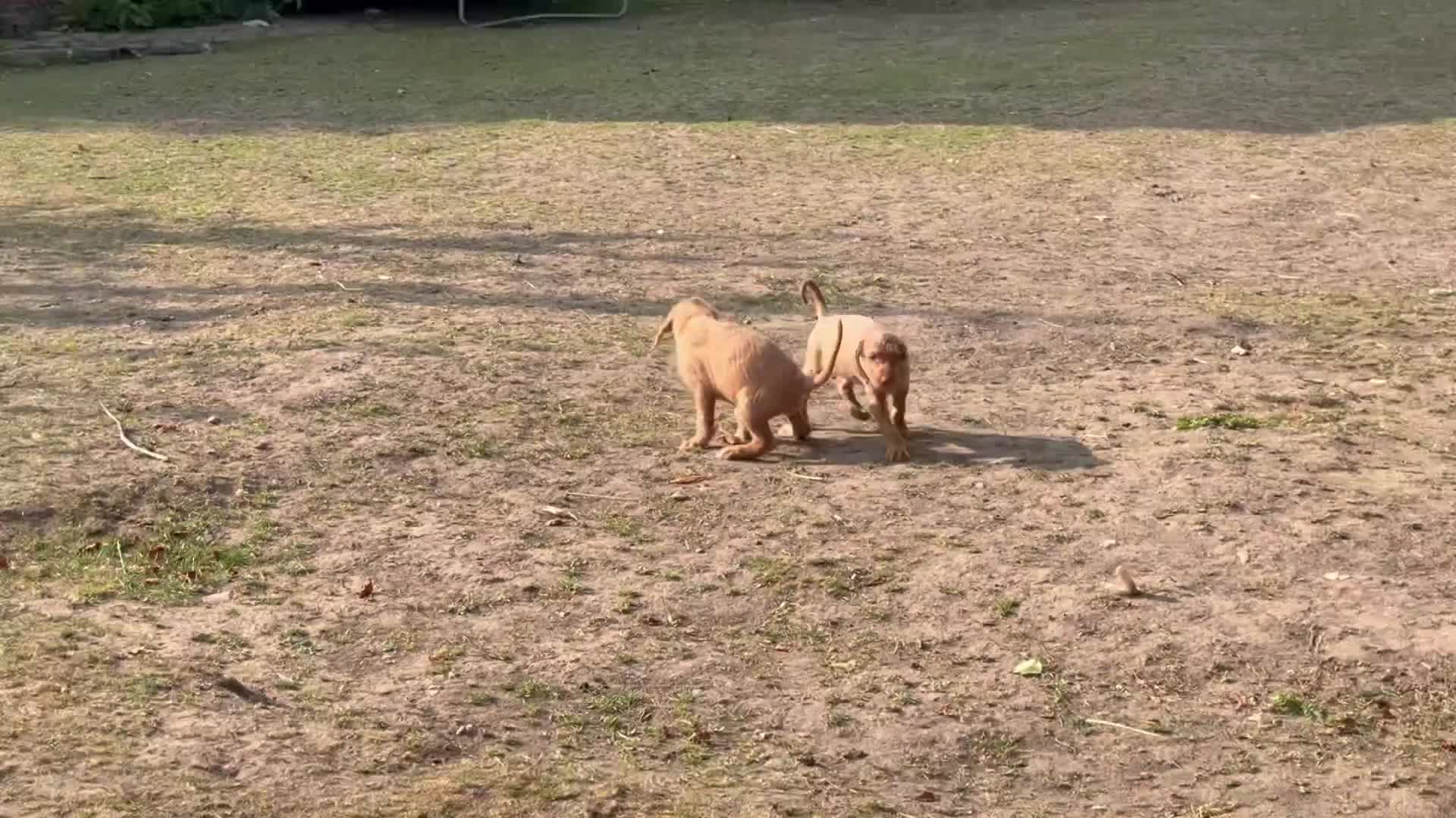 Hungarian Vizsla dogs for sale: Wirehaired Hungarian Vizsla 💕 Ready to Go Home  - Video 1