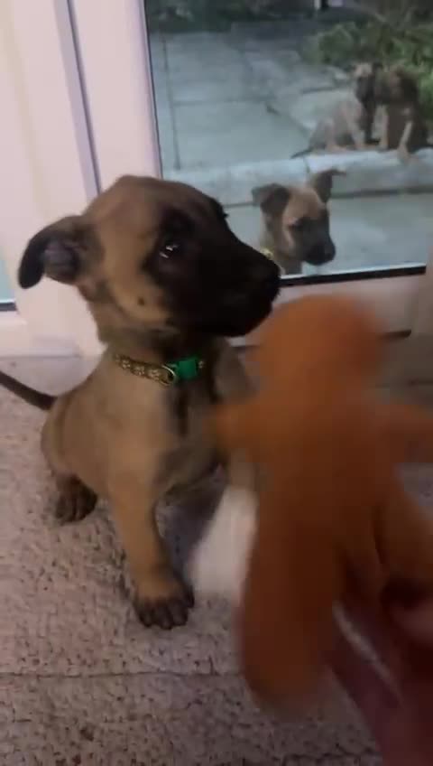 Belgian Shepherd Dog dogs for sale: Belgian Melinous pups ready for homes - Video 4