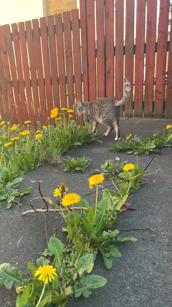 Mixed Breed cats for sale: Mochi  - Video 1