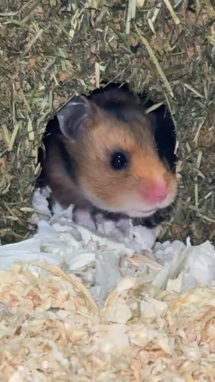Hamster rodents for sale: Syrian Hamster For Sale Middlesbrough in Middlesbrough - Video 1