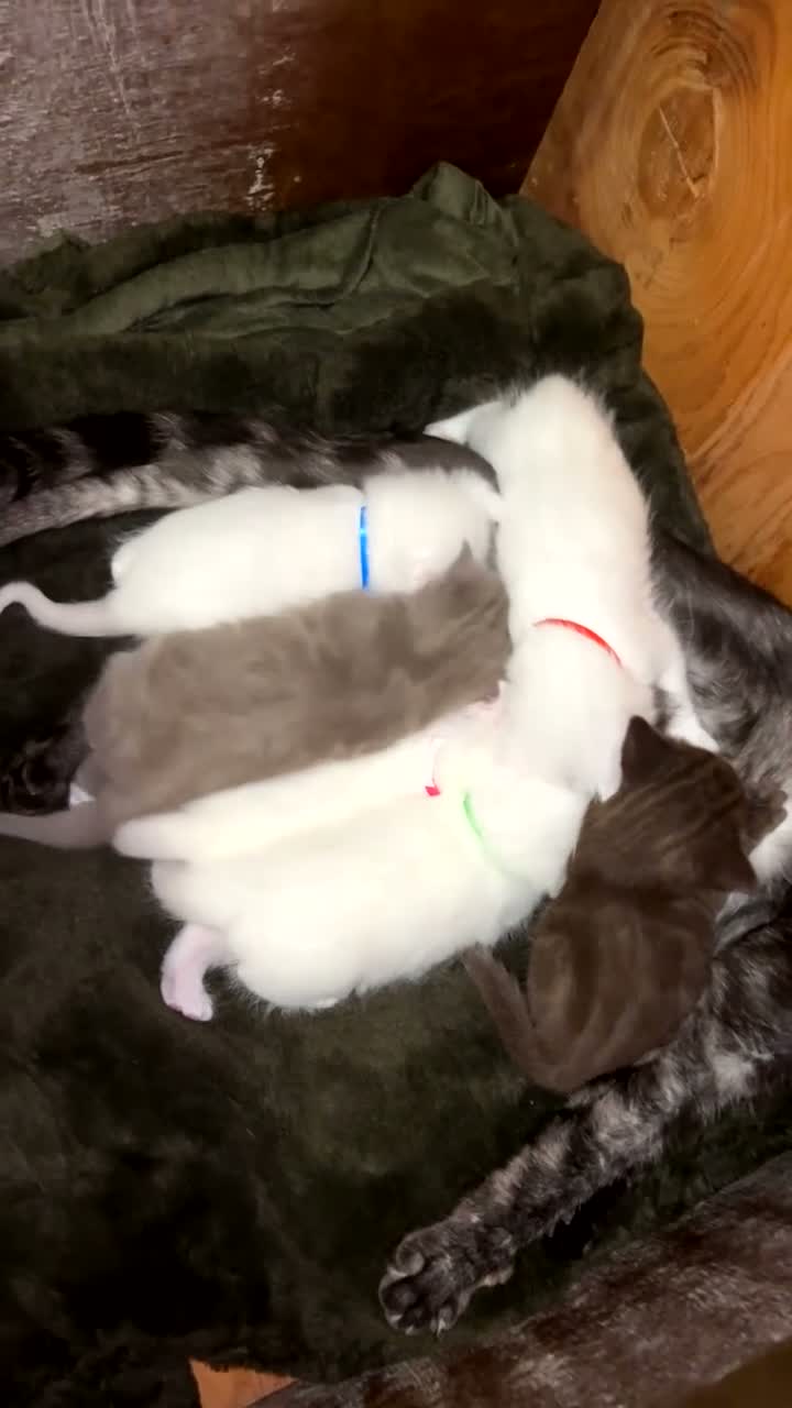 British Shorthair cats for sale: British short hair x Norwegian forest kittens - Video 1
