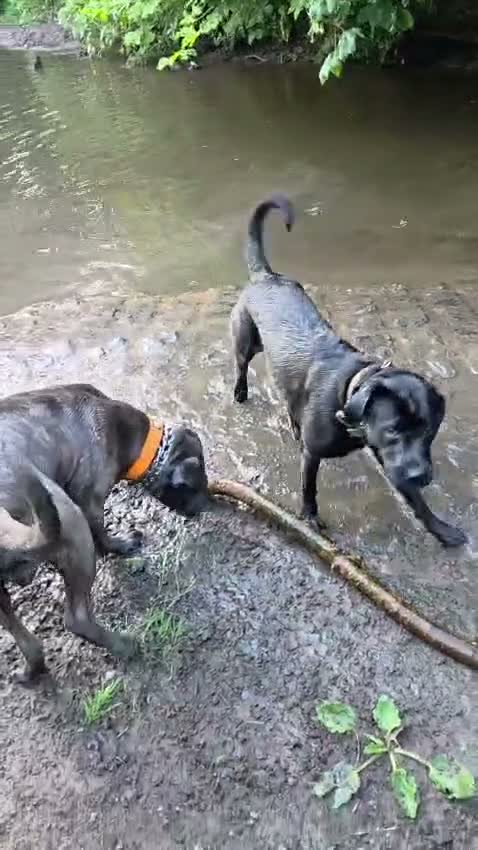 Cane Corso dogs for sale: Exceptional 88% Cane Corso / 12% Malinois Puppies in Preston - Video 2