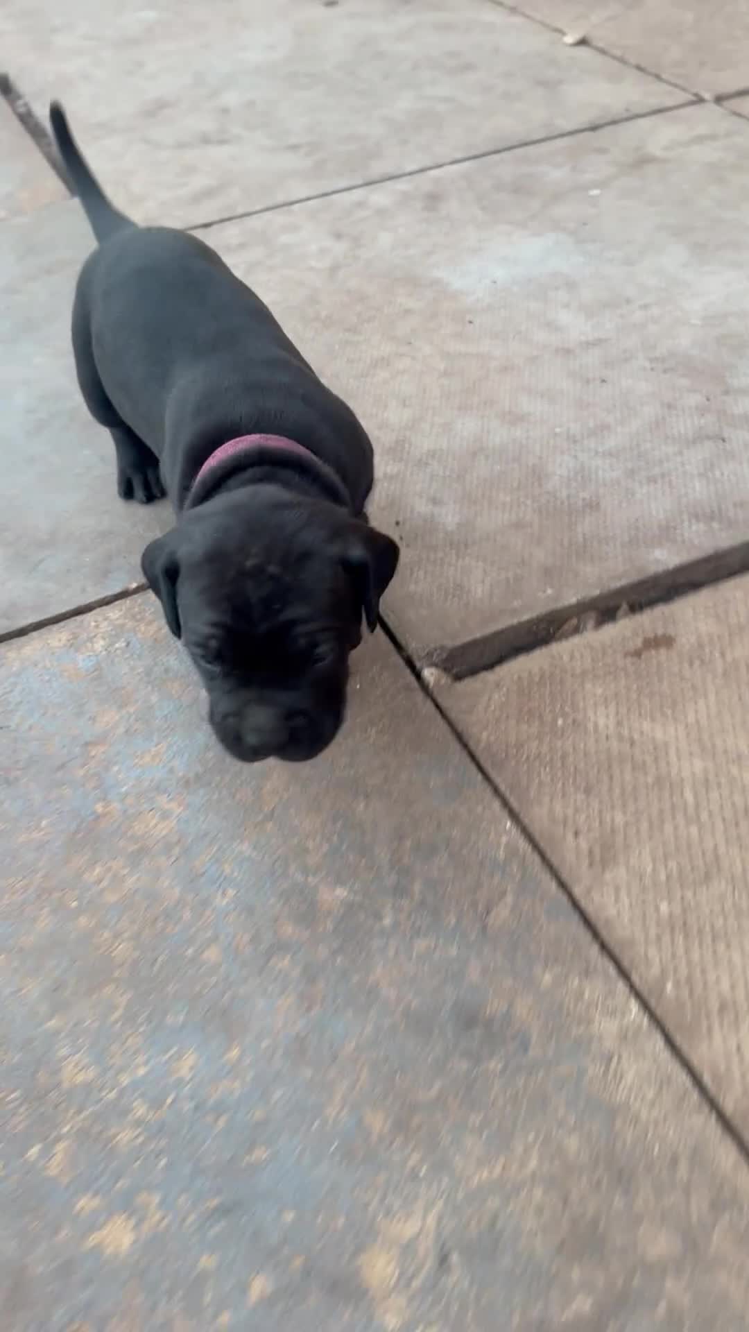 Cane Corso dogs for sale: Cane corso puppies  in Bilston - Video 3