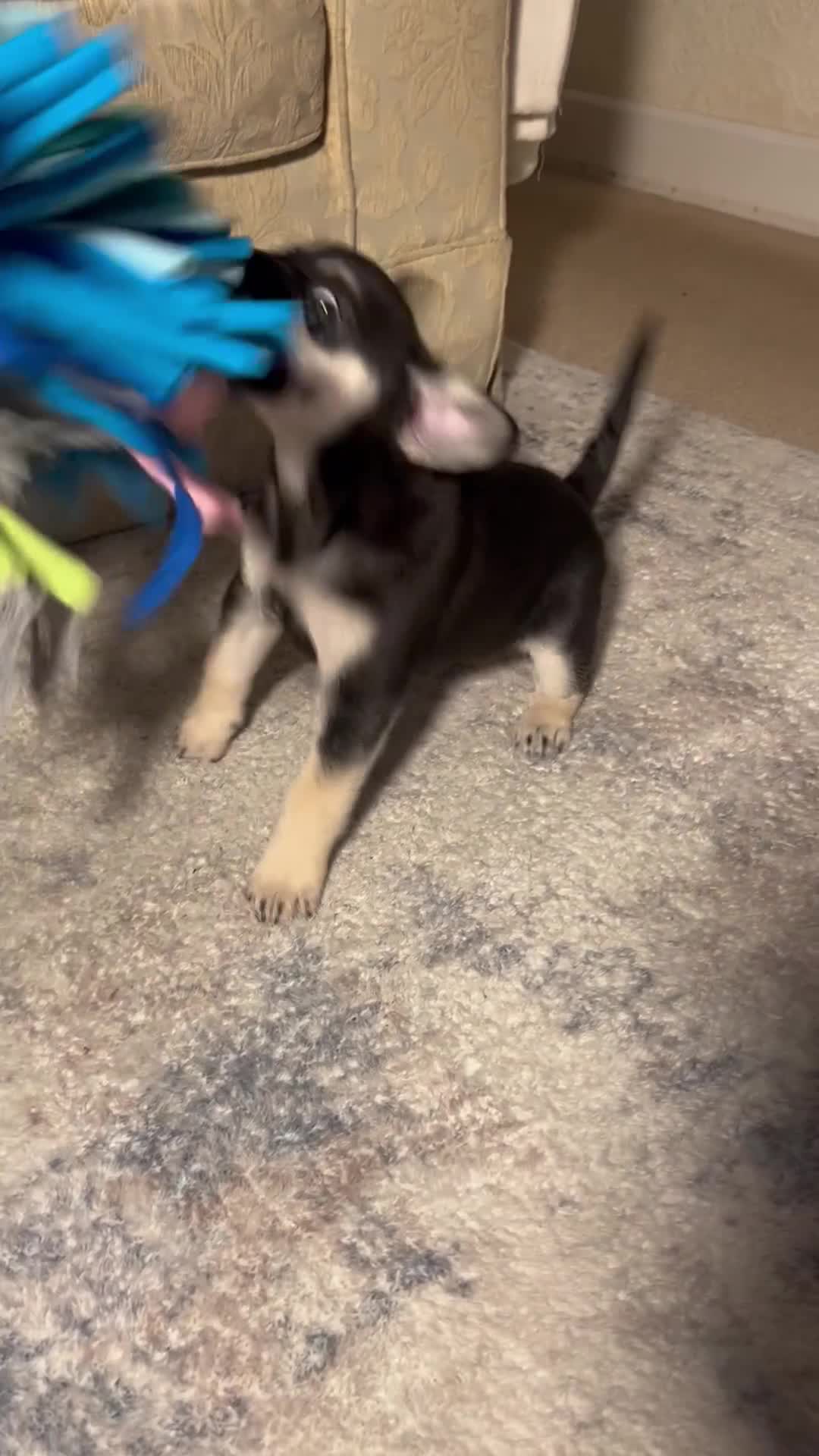 Mixed Breed dogs for sale: Gorgeous Alpha female pup  - Video 1