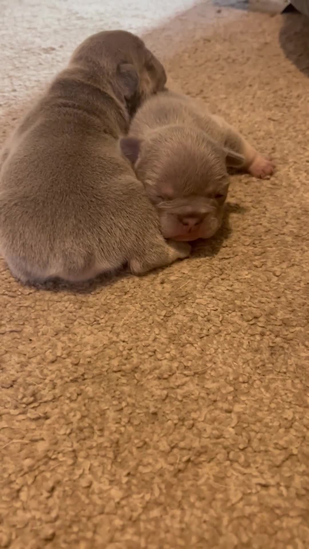 French Bulldog dogs for sale: French bulldog bitches  - Video 1