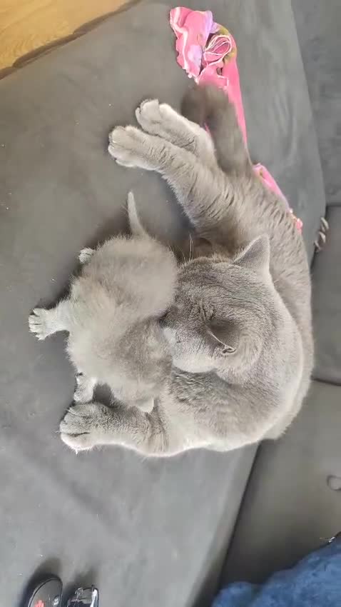 British Shorthair cats for sale: Beautiful British Shorthair Gorgeous kittens in London - Video 1