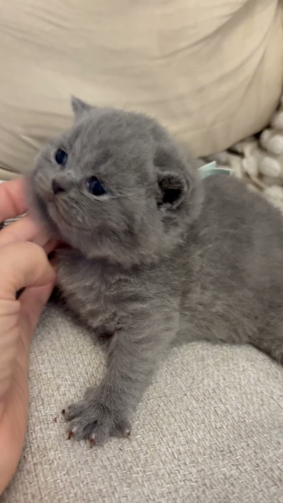 British Shorthair cats for sale: Champ mum and dad. British Blues. Gccf registered - Video 1