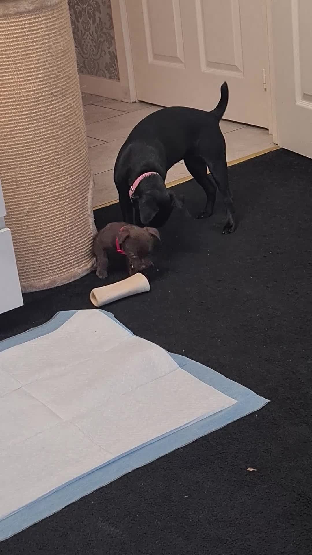 Patterdale Terrier dogs for sale: Female Paterdale Terrier 7 months old - Video 2