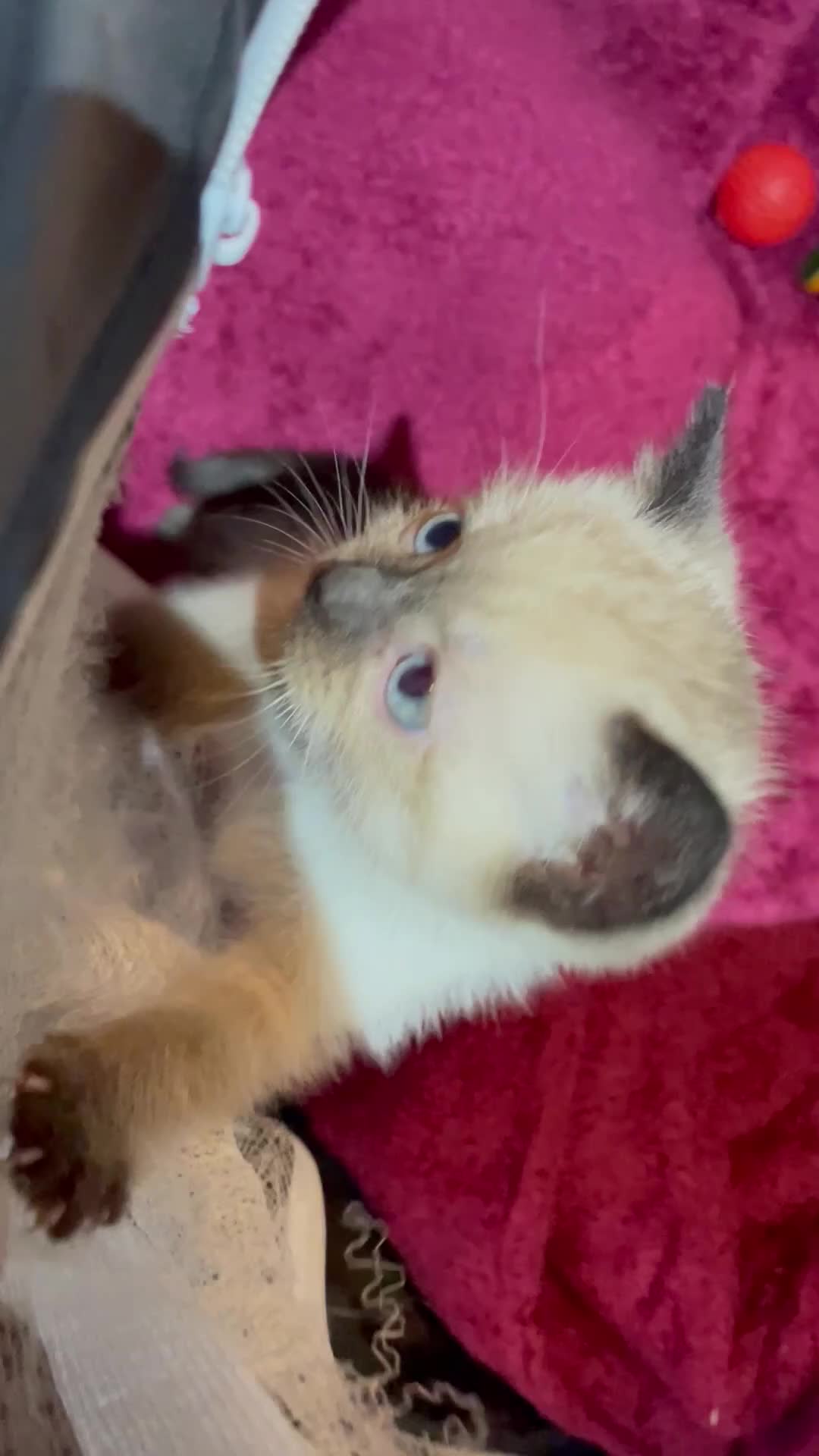 Mixed Breed cats for sale: Colourpoint kitten male - Video 1