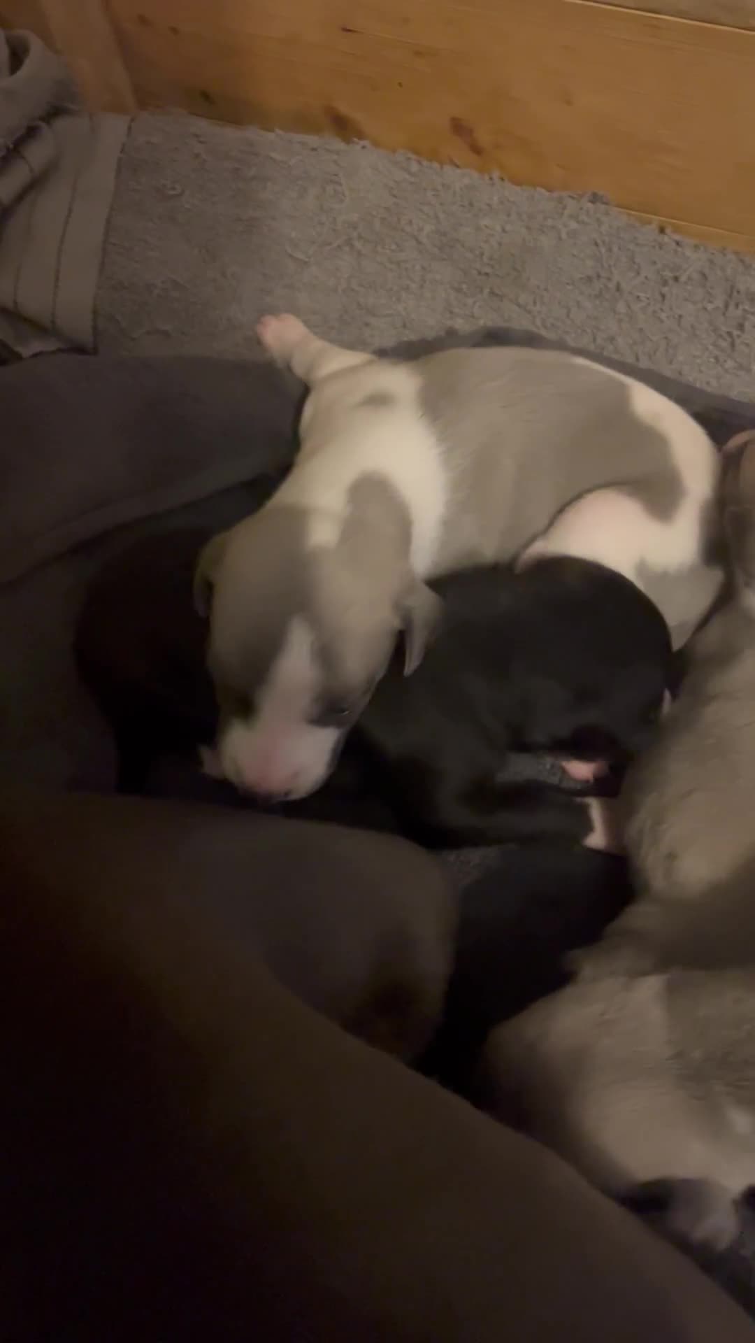Whippet dogs for sale: STUNNING KC PEDIGREE BLUE BLACK FAWN PUPPIES - Video 3