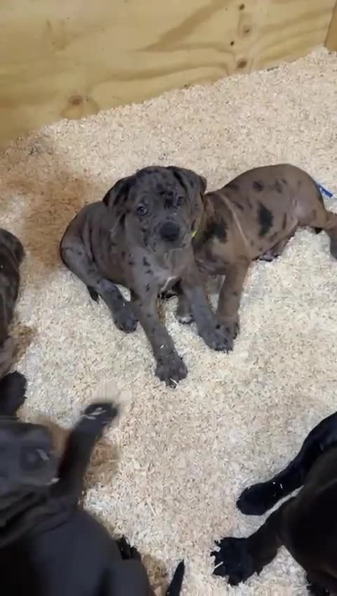 Cane Corso dogs for sale: Beautiful Cane Corso Puppies. - Video 1