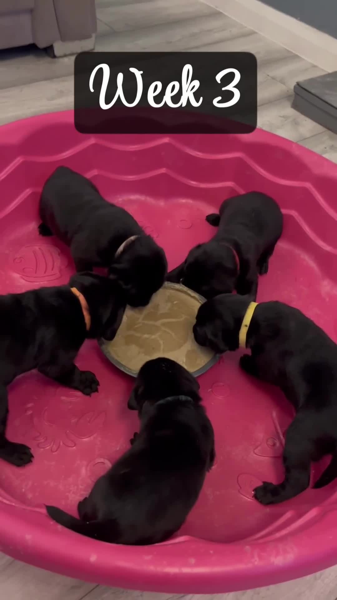 Labrador Retriever dogs for sale: Ready on 11th of December  - Video 3