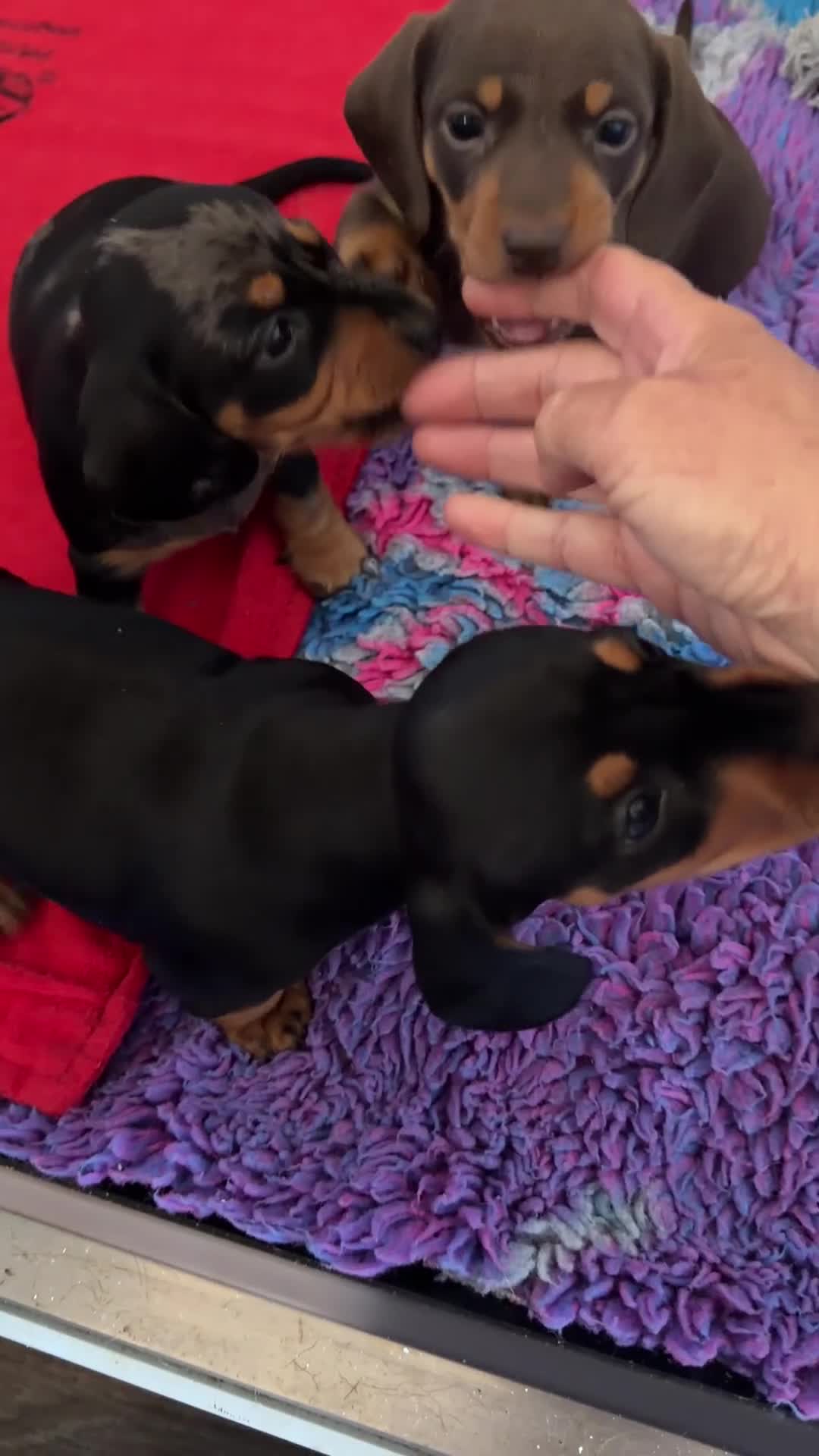 Miniature Dachshund dogs for sale: Licensed. Min smooth, kc/pra clear ready 25/5  - Video 3