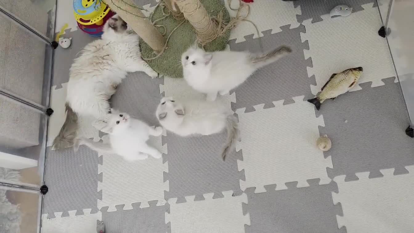 Ragdoll cats for sale: 🐾 Beautiful Blue Bi-Colour Ragdoll Kittens 🐾 - Video 1