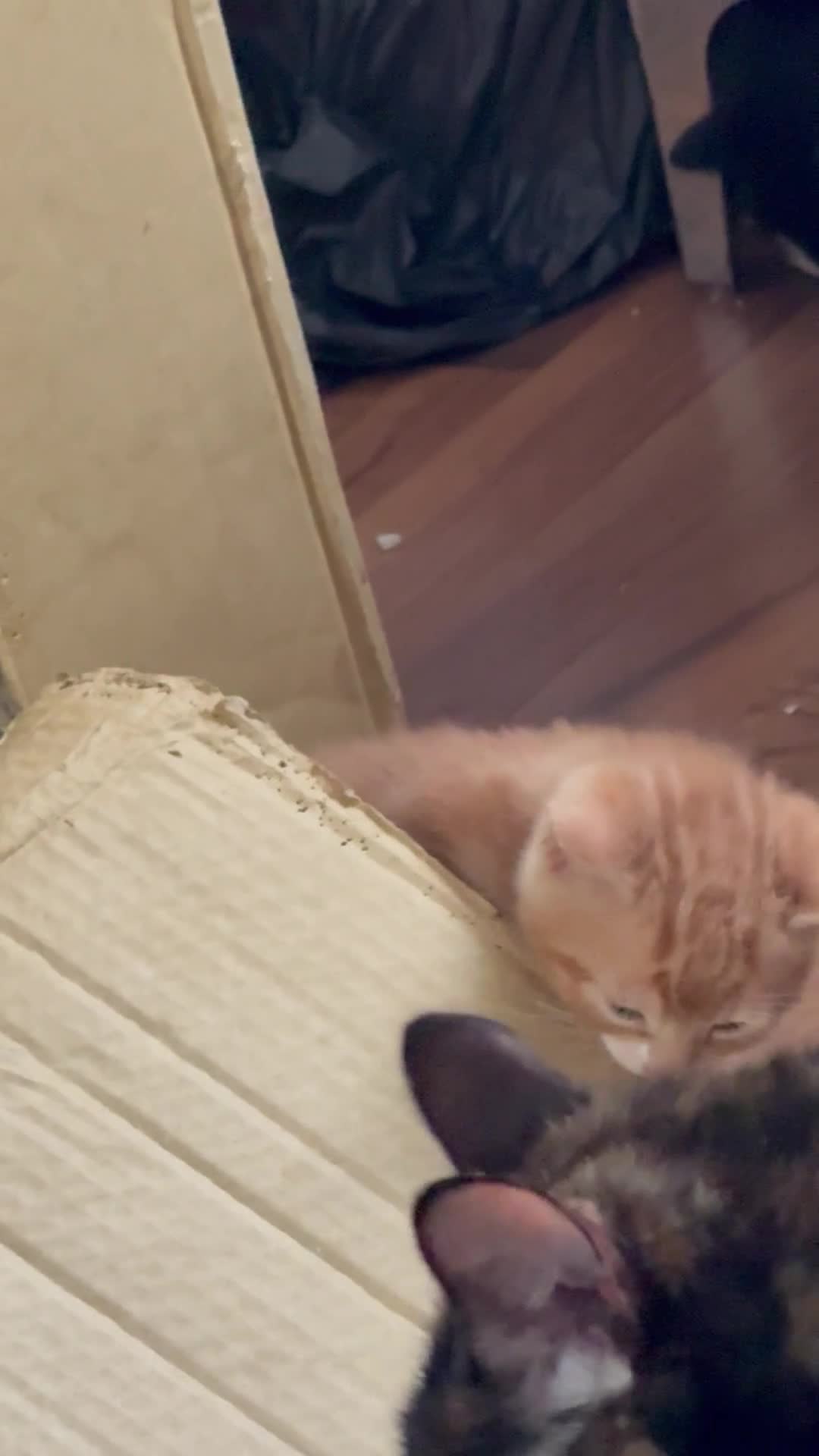 British Shorthair cats for sale: Kittens for sale - Video 1