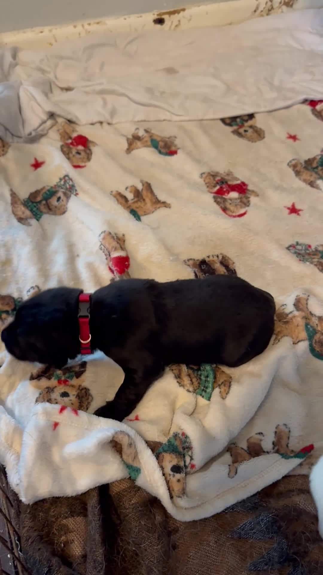 Mixed Breed dogs for sale: 🔥❤️ Beautiful labrador fur baby’s 🔥❤️ - Video 1