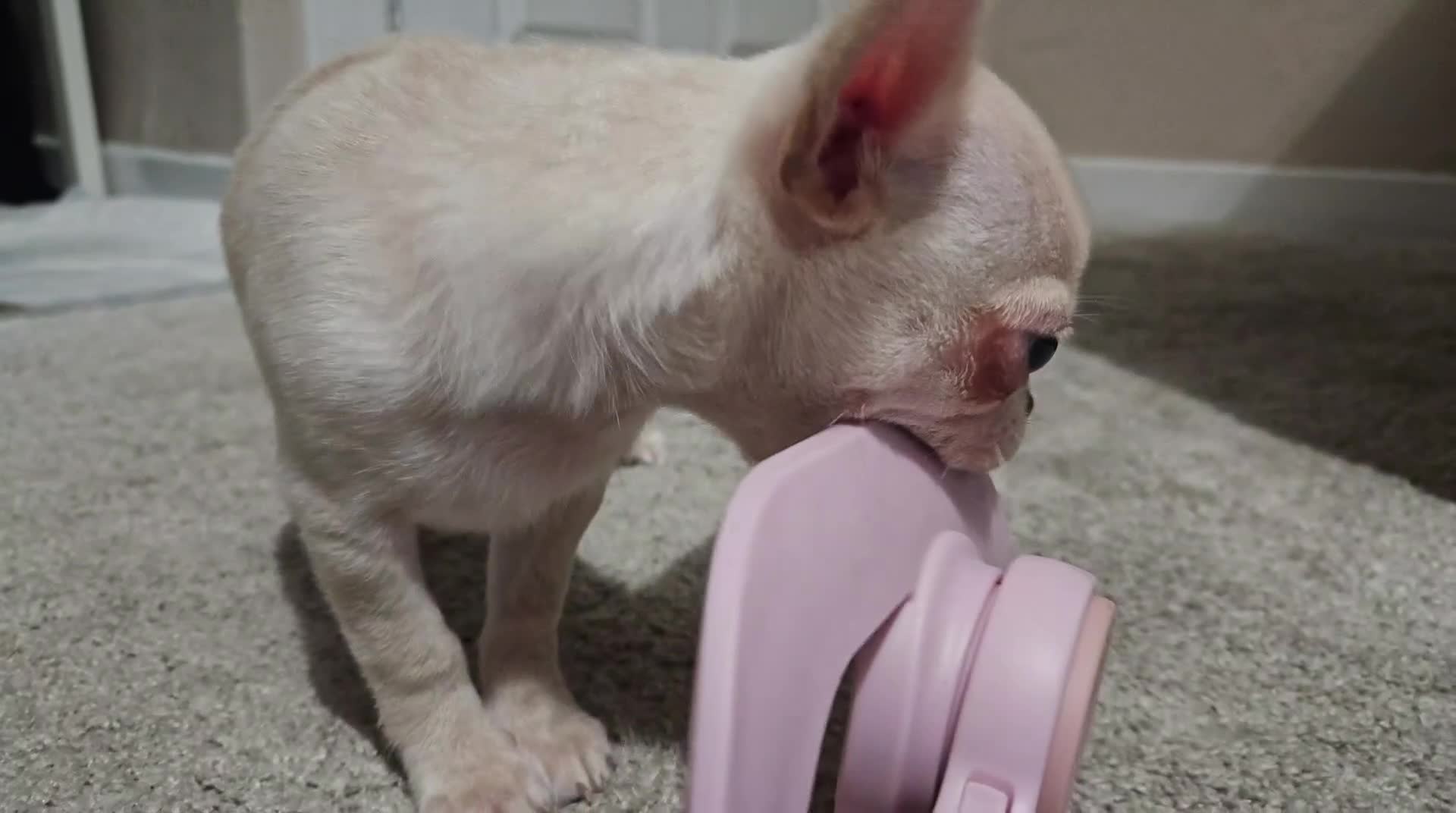 Chihuahua dogs for sale: Teeny Chihuahua Pup   - Video 4