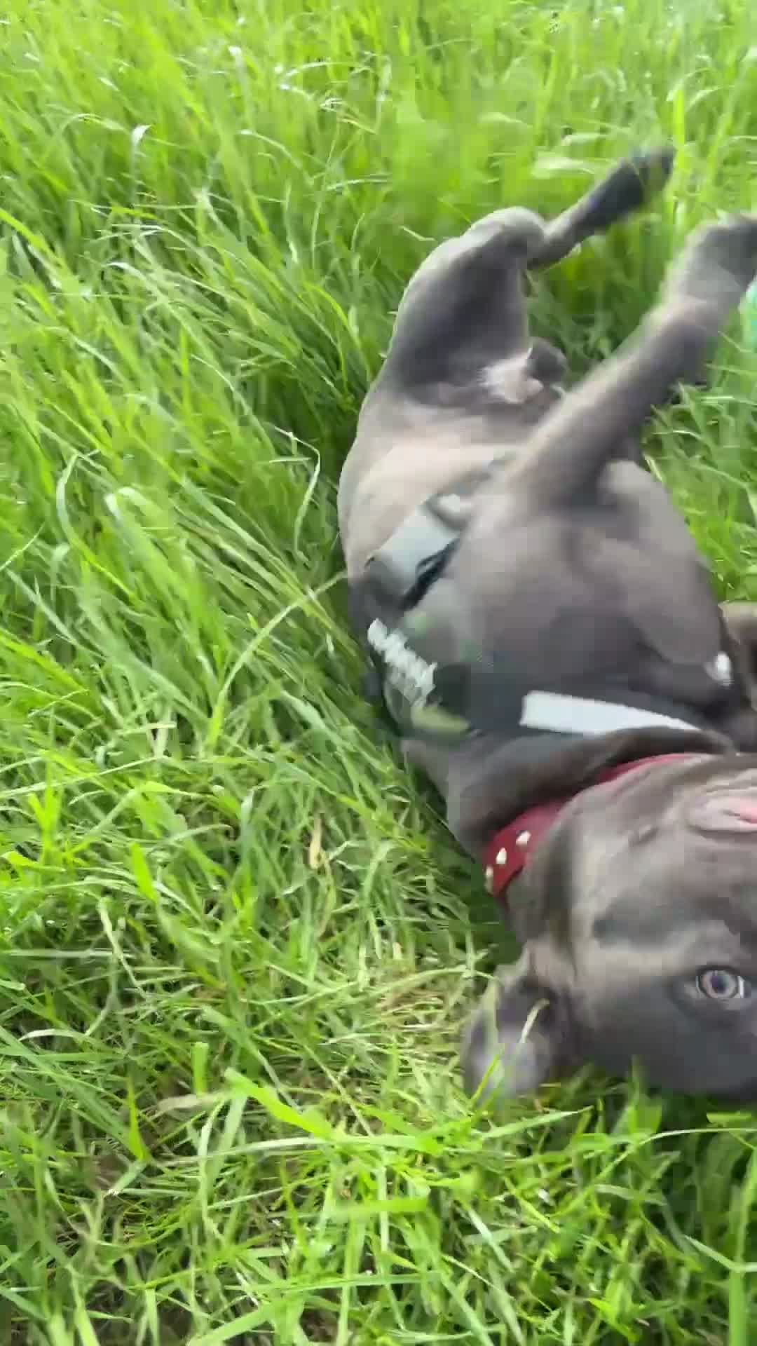 Staffordshire Bull Terrier dogs for stud: Eric The Blue Staffy - Video 1
