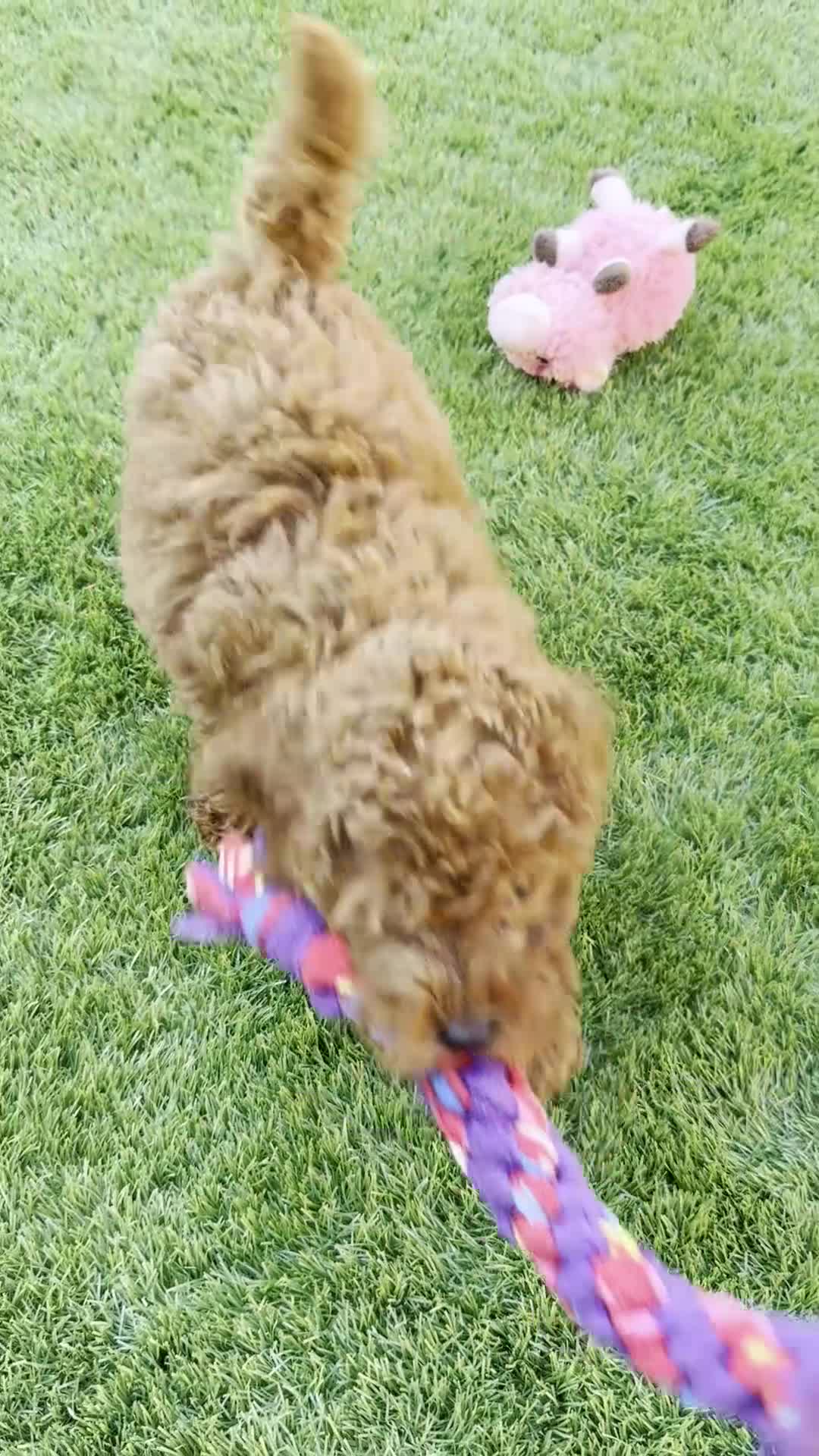 Miniature Poodle dogs for sale: Last Red Miniature Poodle  in Hinckley - Video 1