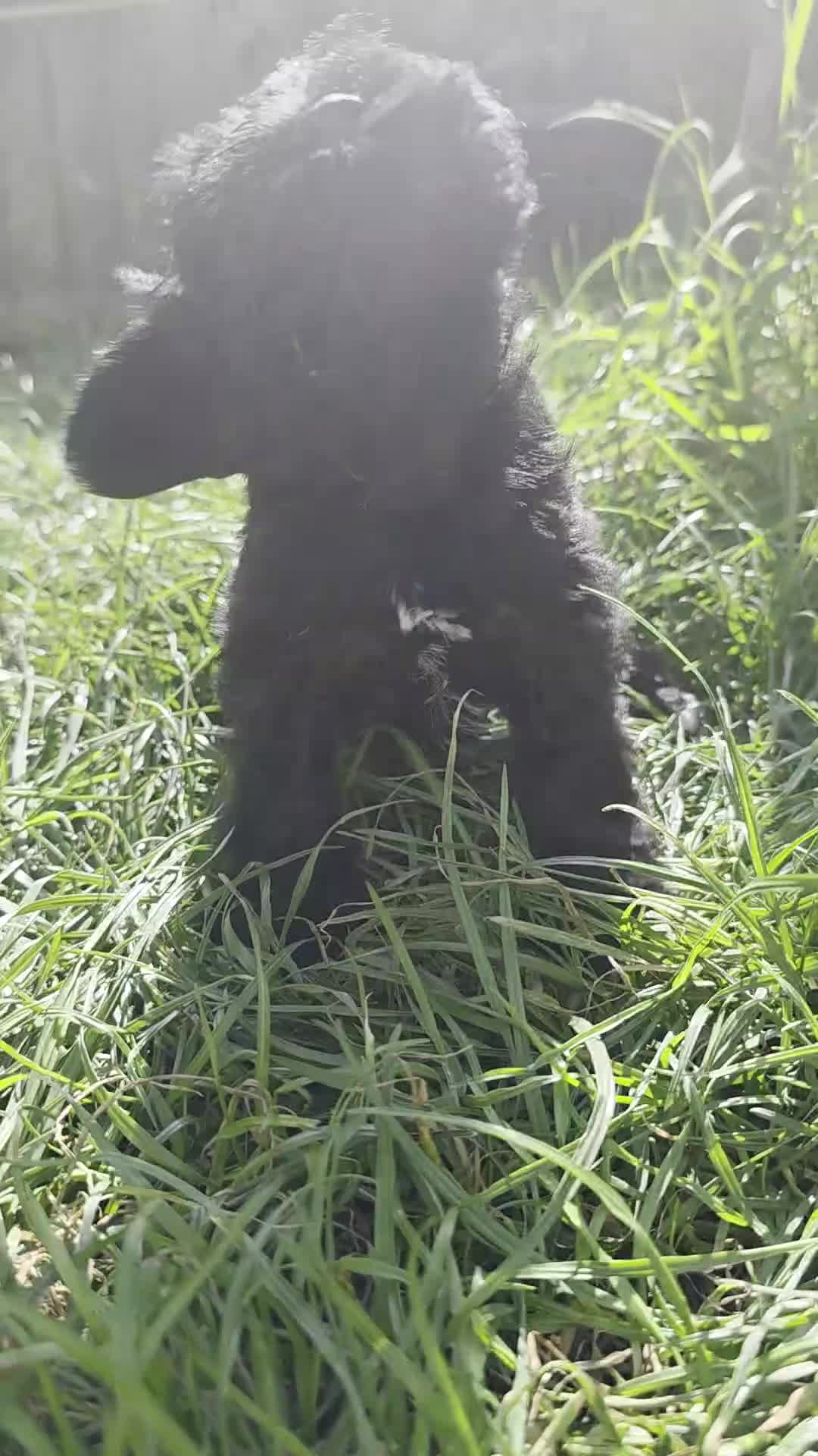 Miniature Schnauzer dogs for sale: Beautiful Miniature Schnauzers - Video 2