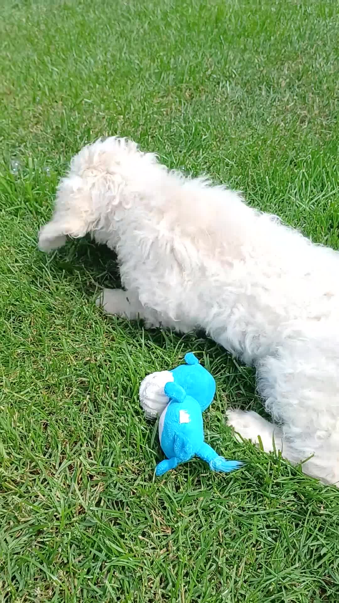 Lagotto Romagnolo dogs for sale: Reduced Lagotto Vet Checked/Chipped/Vaccinated   - Video 2