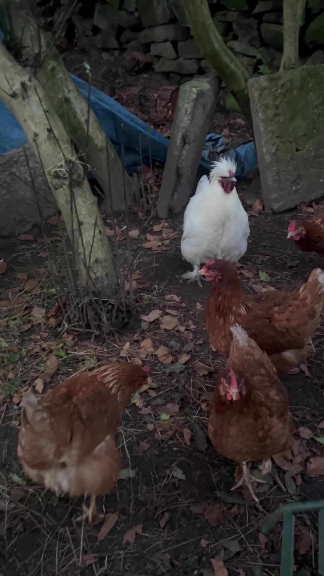 Chickens poultry for sale: Pure white silky male- proven breeder.  - Video 2
