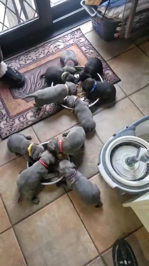 Staffordshire Bull Terrier dogs for sale: Dewellblue - Video 1