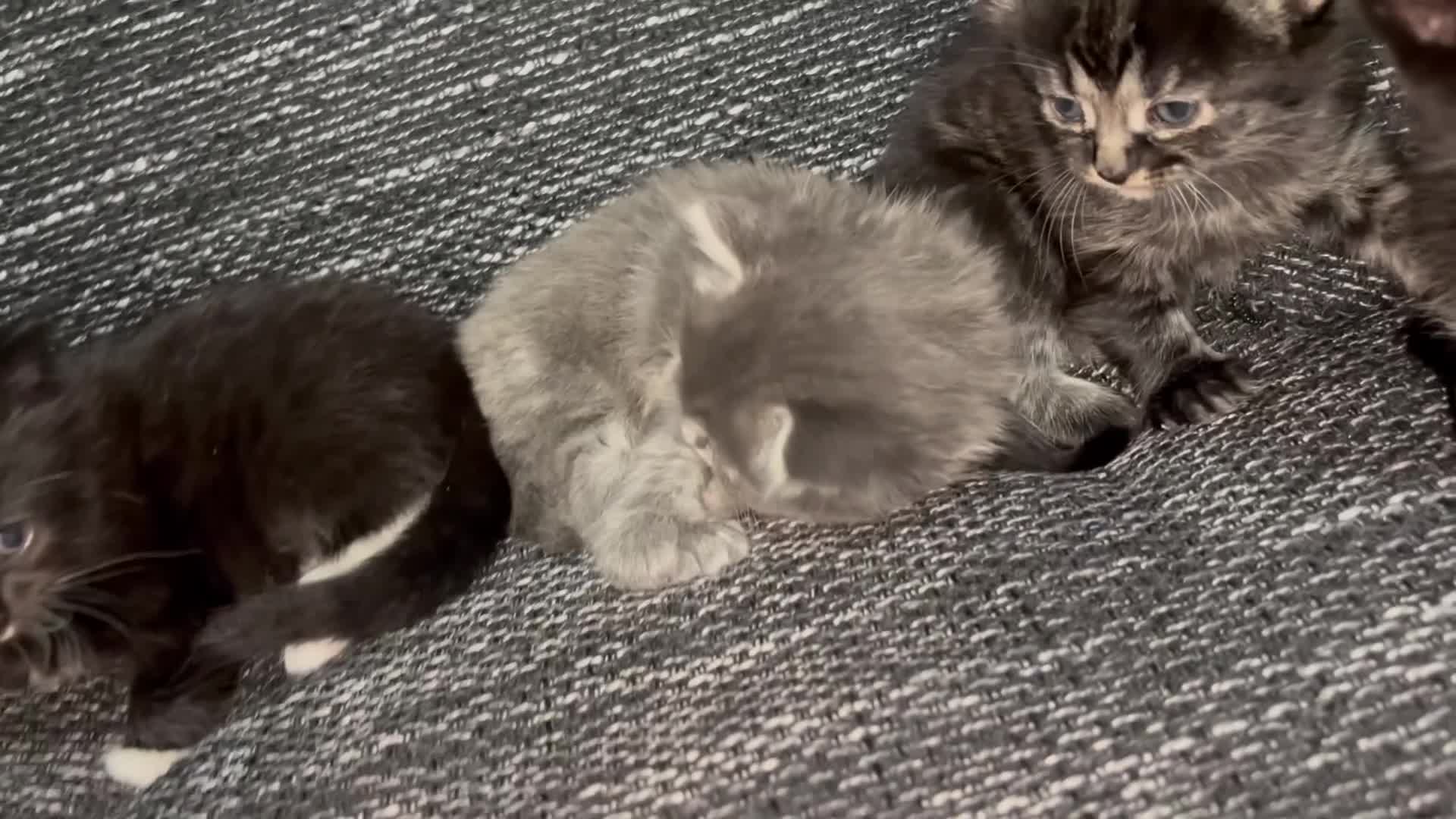 Mixed Breed cats for sale: Kittens for sale  in Chatham - Video 1