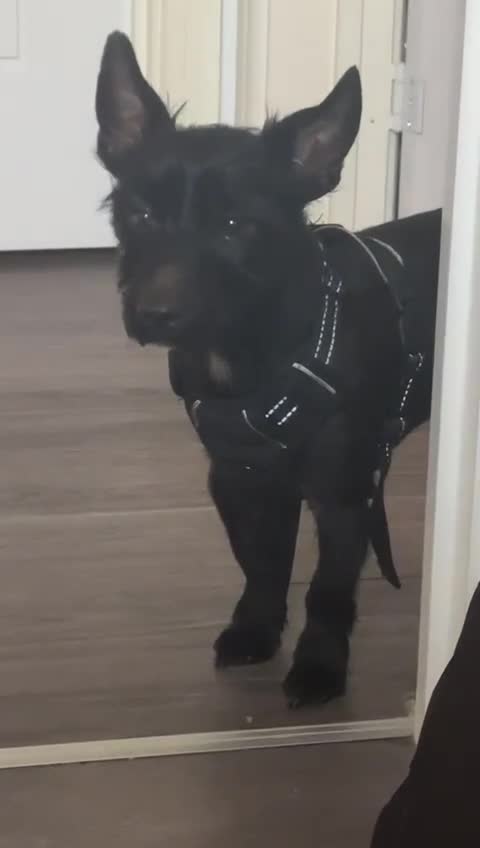 Mixed Breed dogs for adoption: 💙🐶 BUDDY 🐶💙 - Video 5