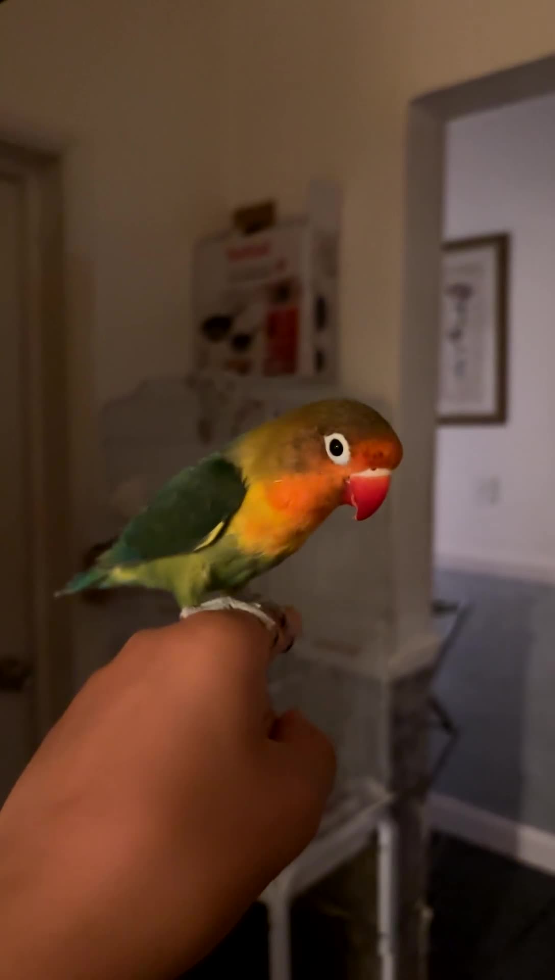 Lovebirds birds for sale: Love bird  - Video 1