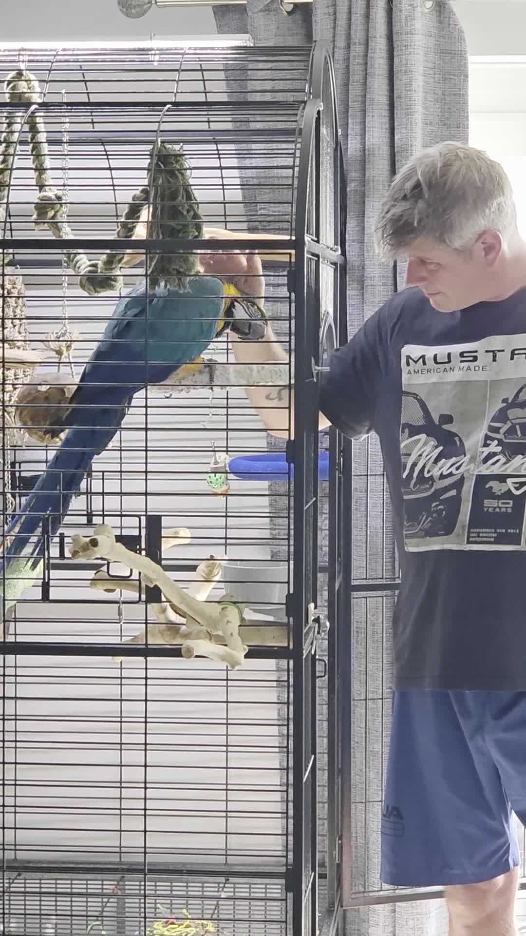 Macaws birds for sale: BLUE & GOLD MACAW, 2 YEARS OLD, COMPLETE SETUP in Maryport - Video 3