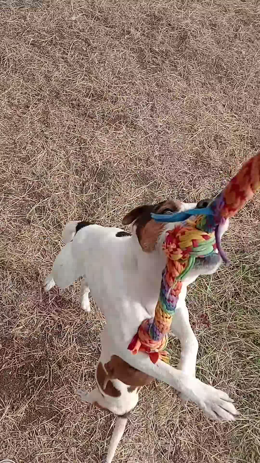 Jack Russell dogs for sale: JRT boy pup white and tan  - Video 3